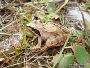 Grenouille agile