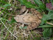 Grenouille agile