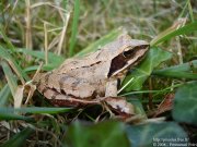 Grenouille agile
