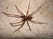 tegenaria sp