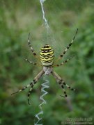 Argiope fascie