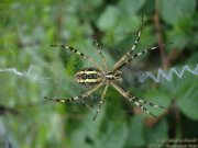 Argiope fascie