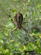 Argiope fasciée