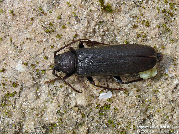 Arhopalus rusticus