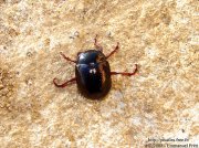 Chrysolina bankii