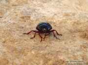 Chrysolina bankii