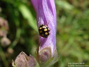 Coccinula quatuordecimpustulata