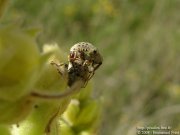 Cionus olivieri