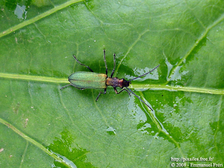 Chrysanthia viridissima