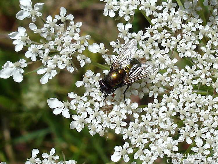 Helophile pendulus