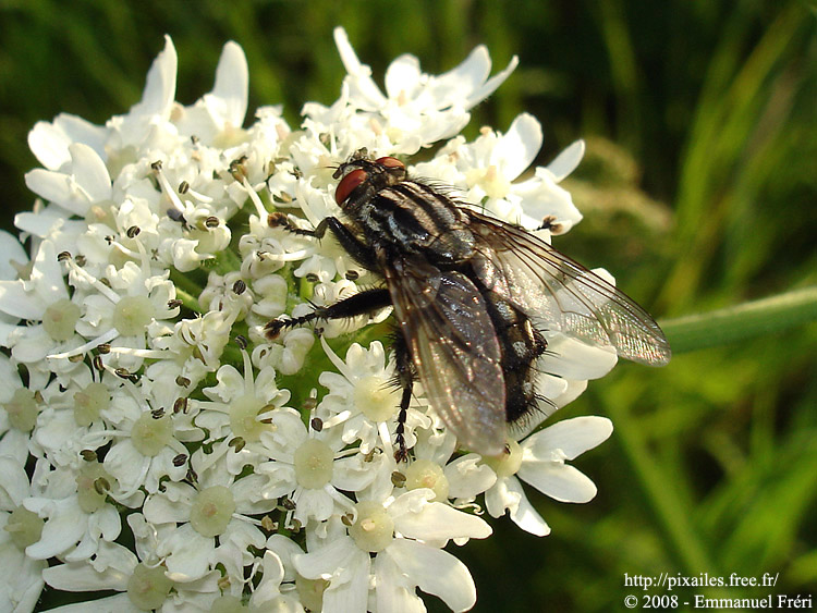 Helophile pendulus