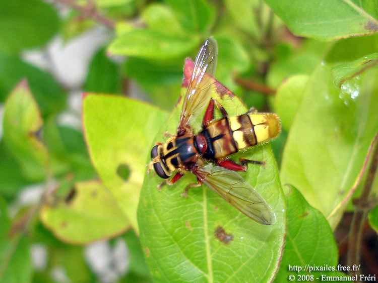 Helophile pendulus