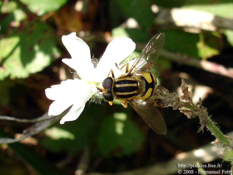 Helophile pendulus
