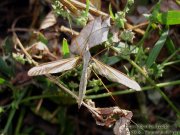 Tipule sp