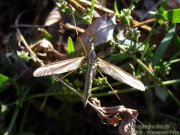 Tipule sp
