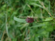 Pentatome rayé
