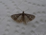 Ornode du chevrefeuille