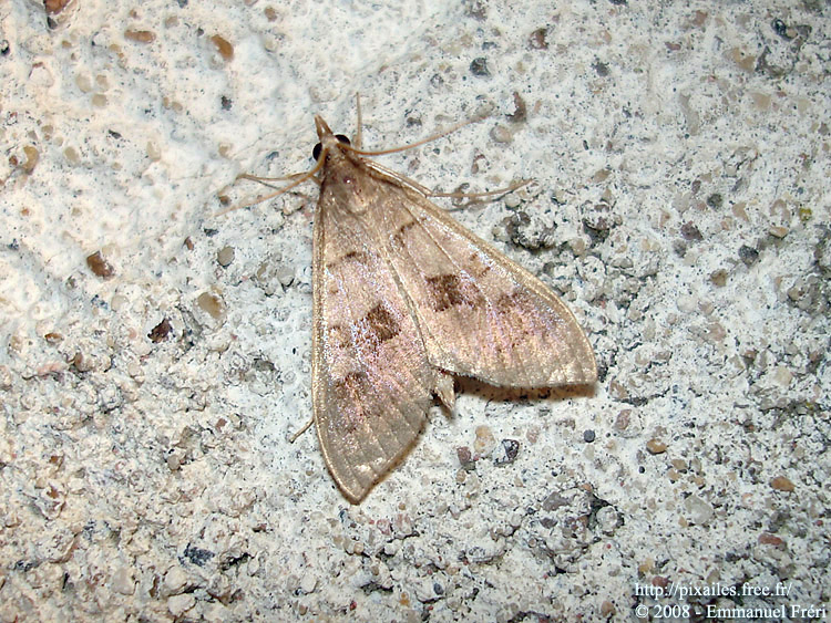 Mecyna asinalis