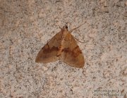 Corythe pectine