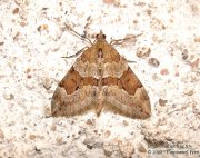 Corythée pectinée