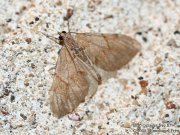 Corythée pectinée