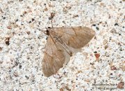 Corythée pectinée