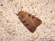 Noctuelle  I double