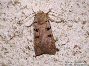 Noctuelle à I double