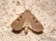 Noctuelle à I double