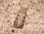 Noctuelle à I double