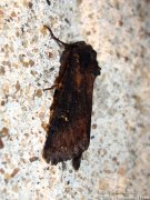 Noctuelle anthracite