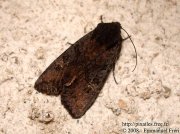 Noctuelle anthracite