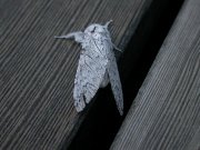 Hermine
