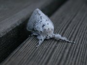 Hermine