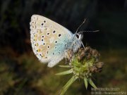 Azuré bleu céleste