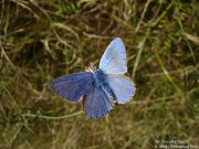 Azuré bleu céleste