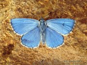 Azuré bleu céleste