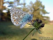 Azuré bleu céleste