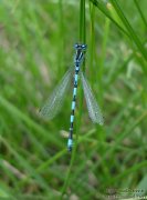 Agrion de Mercure