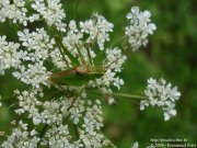 Leptophyes punctatissima