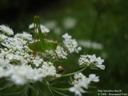 Leptophyes punctatissima