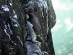 Guillemot de trol