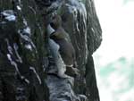 Guillemot de trol