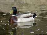 Canard colvert;l