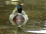 Canard colvert;l