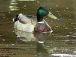 Canard colvert;l