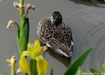 Canard colvert;l
