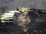 Canard colvert;l