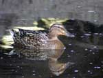 Canard colvert;l