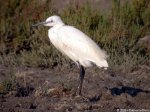 Aigrette garzette;l